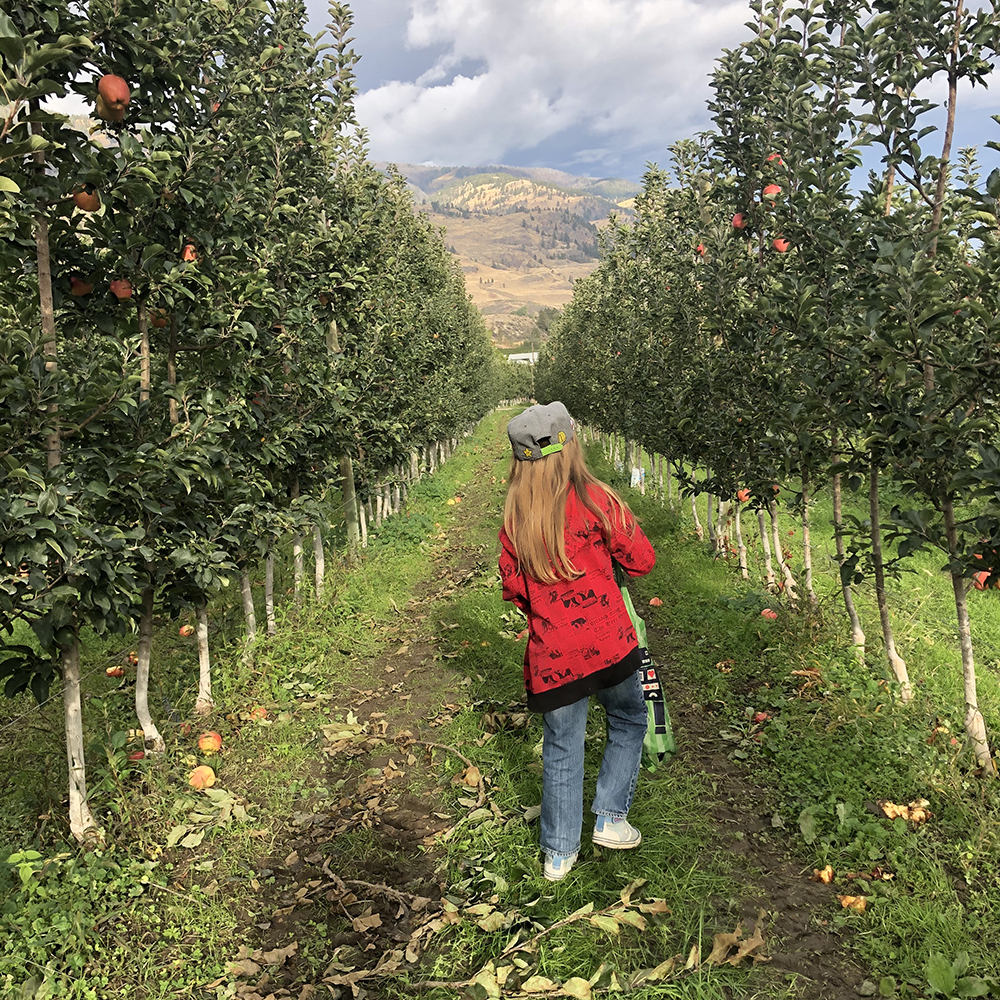 apple picking in the south okanagan