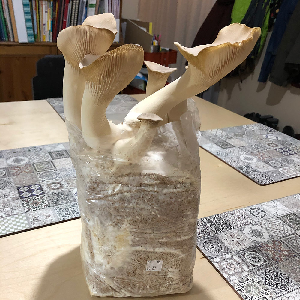 growing king oyster mushrooms